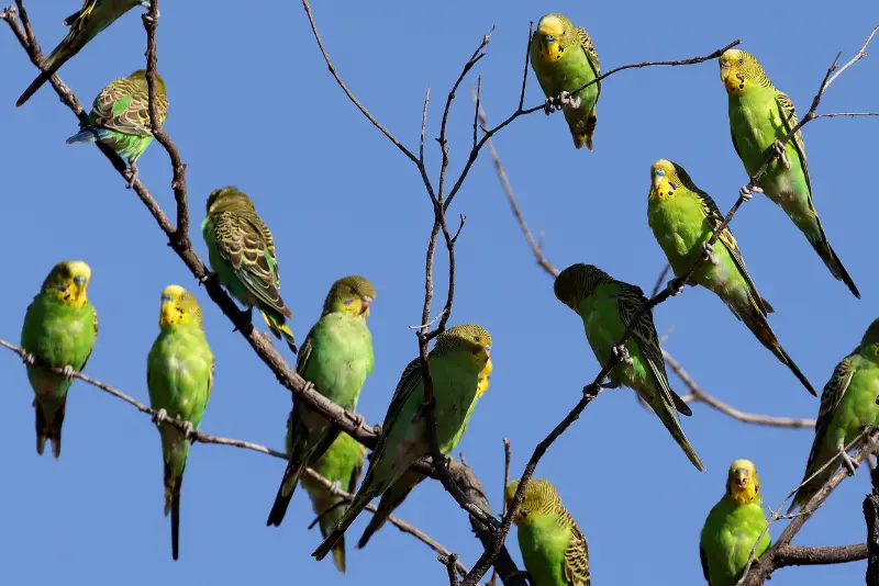 Photo of Green Budgerigars in the wild