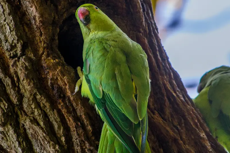Photo of Green Parakeet