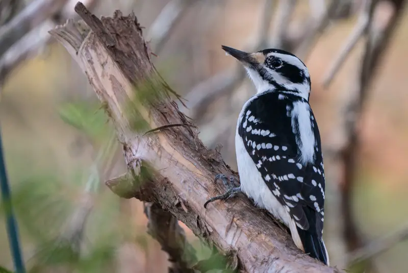 Photo of Hairy Woodpecker adult female