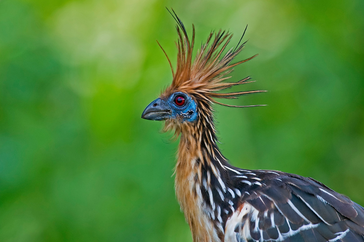 31 Stunning Birds With CRAZY HAIR (Photos & Fun Facts)