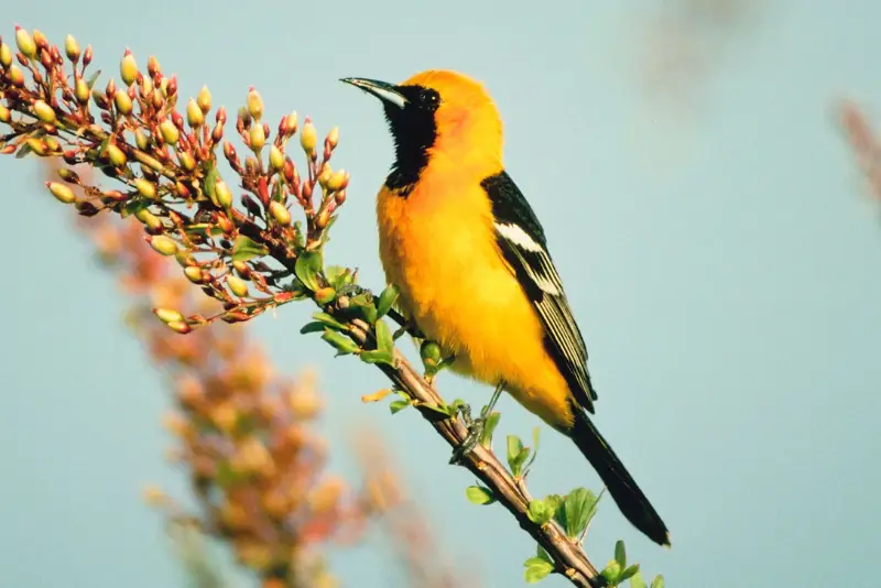 Photo of Hooded Oriole adult male