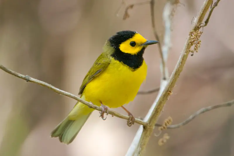 Photo of Hooded Warbler adult male