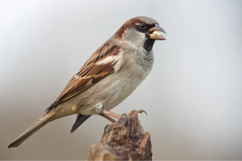 Photo of House Sparrow adult male