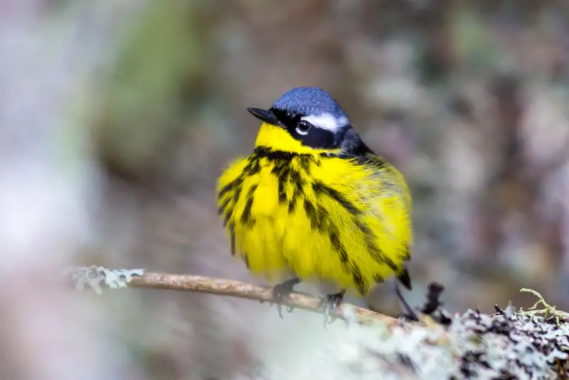 Photo of Magnolia Warbler adult male