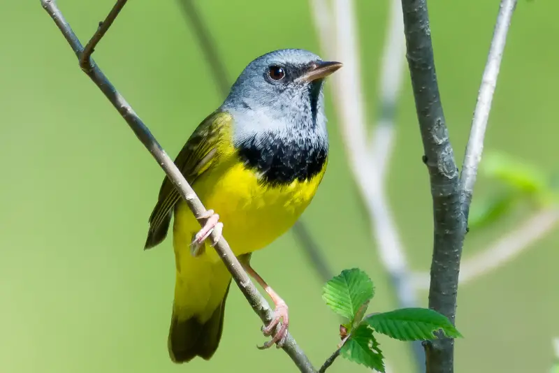 Photo of Mourning Warbler adult male