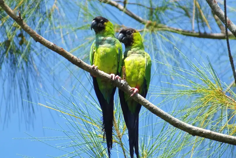Photo of Nanday Parakeet pair