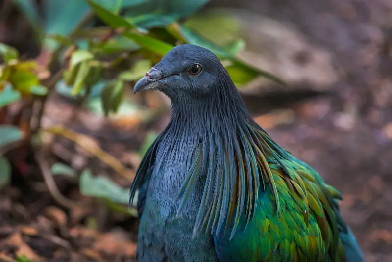Photo of Nicobar Pigeon