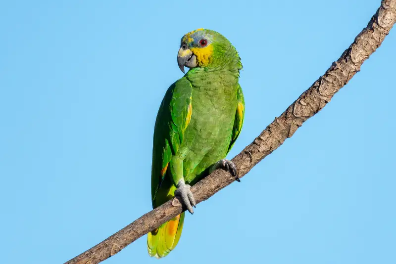 Photo of Orange-winged Amazon