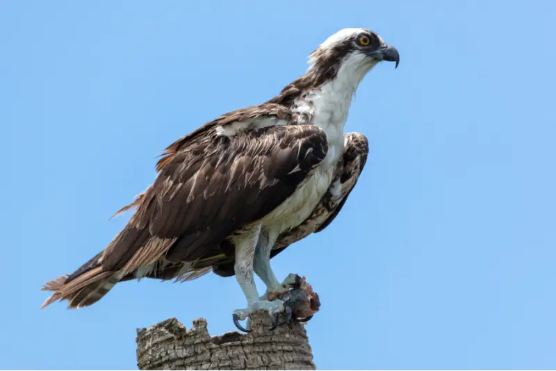 Photo of Osprey perched on stump