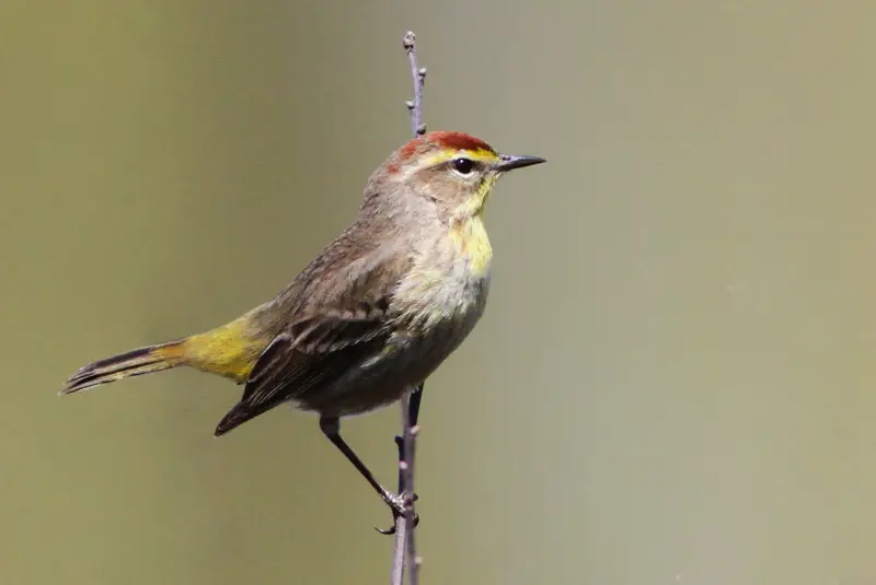 Photo of Palm Warbler