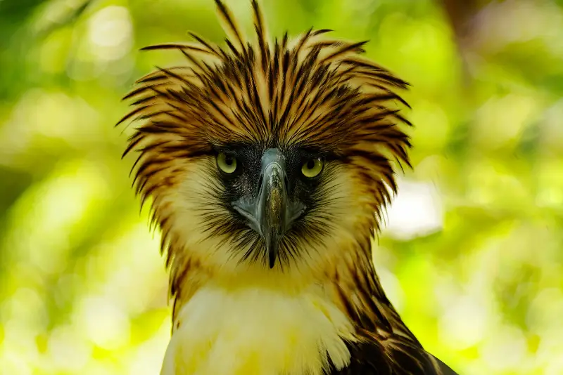 Photo of Philippine Eagle