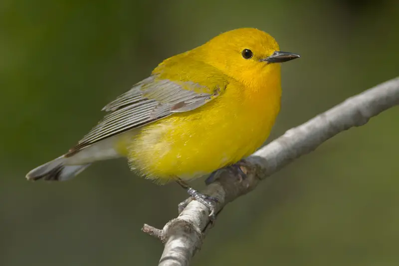 Photo of Prothonotary Warbler