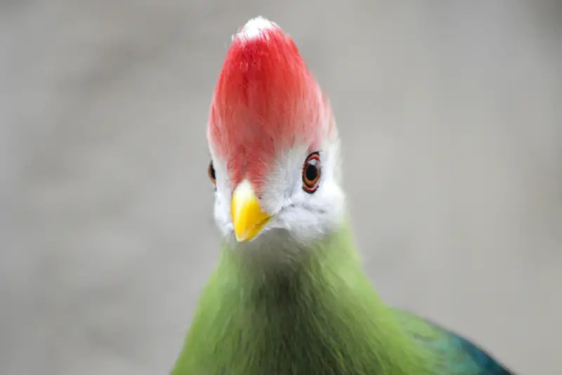 Photo of Red-crested Turaco