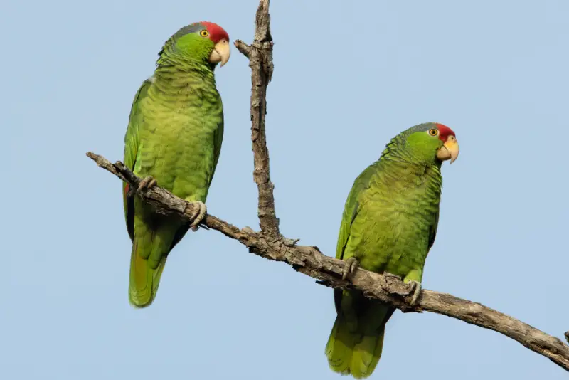 Photo of Red-crowned Parrot