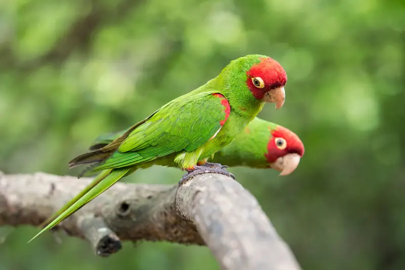 Photo of Red-masked Parakeet