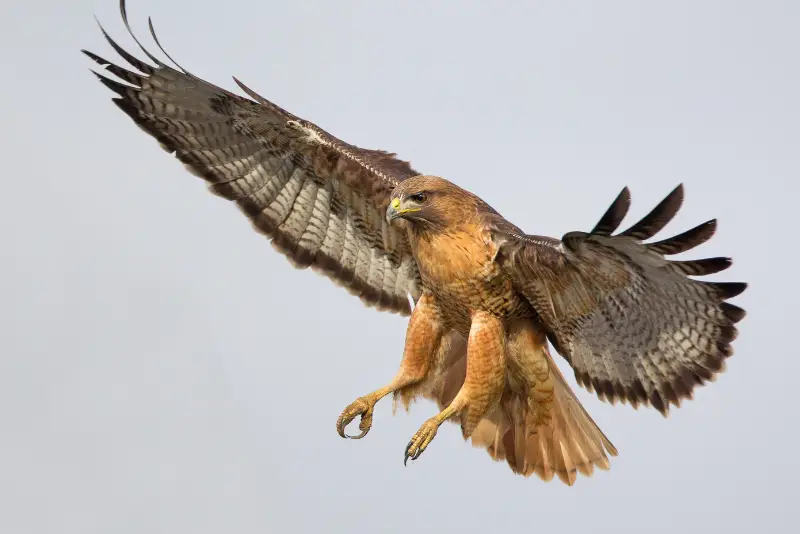 Photo of Red-tailed Hawk in flight