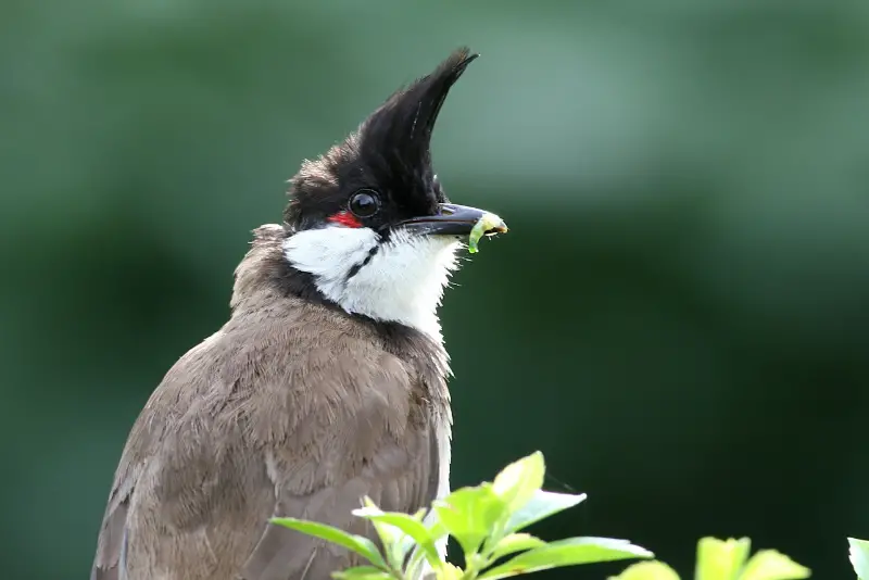 Photo of Red-whiskered Bulbul