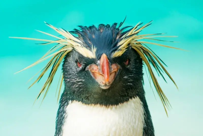 Photo of Rockhopper Penguin