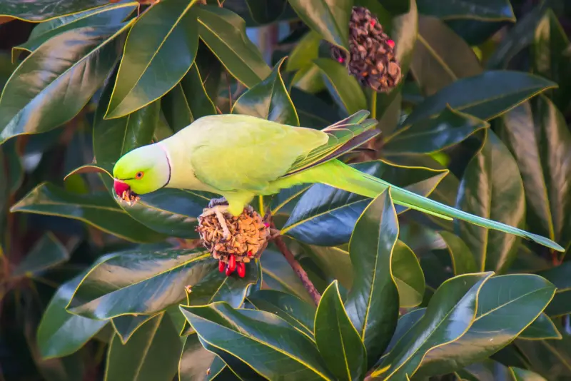 Photo of Rose-ringed Parakeet
