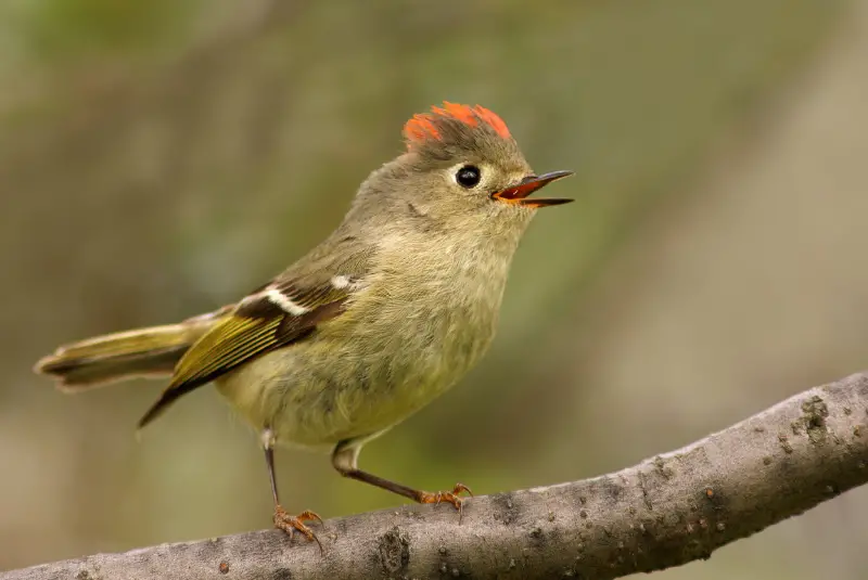 Photo of Ruby-crowned Kinglet adult male