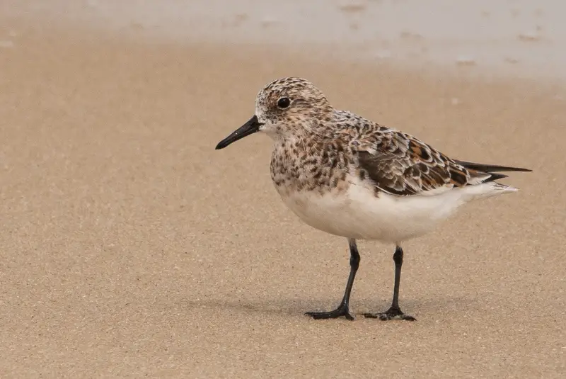 Photo of Sanderling on a beach
