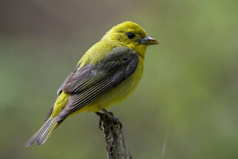 Photo of Scarlet Tanager adult female