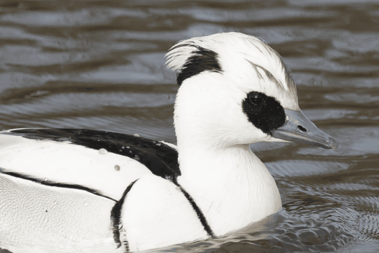 Smew In Flight Birds With Crazy Hair – Global Birding Initiative