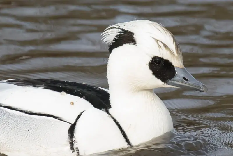 Photo of Smew adult male