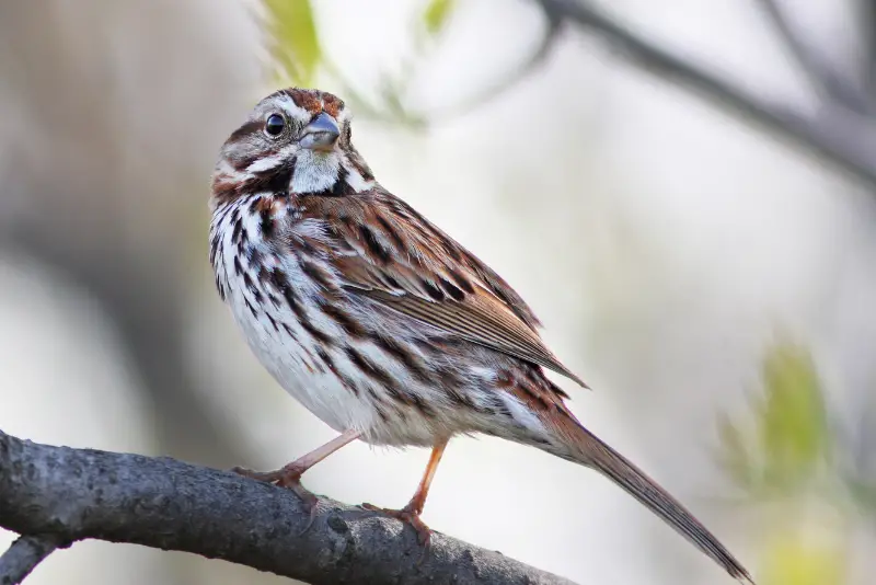 Photo of Song Sparrow
