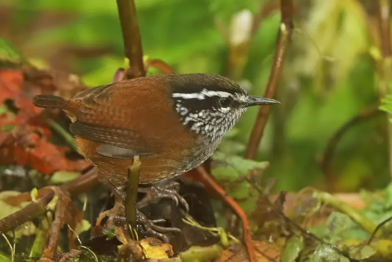 Photo of Speckle-breasted Wren