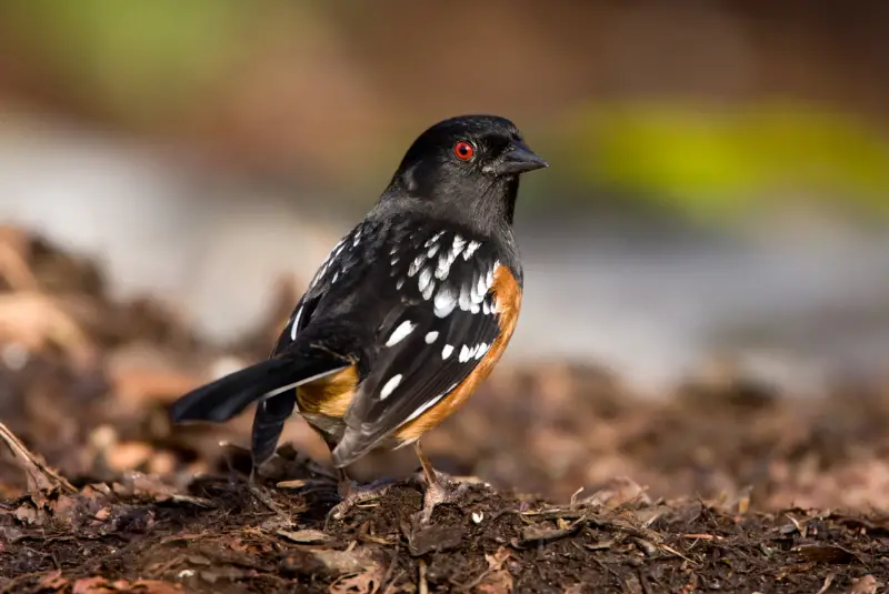 Photo of Spotted Towhee adult male
