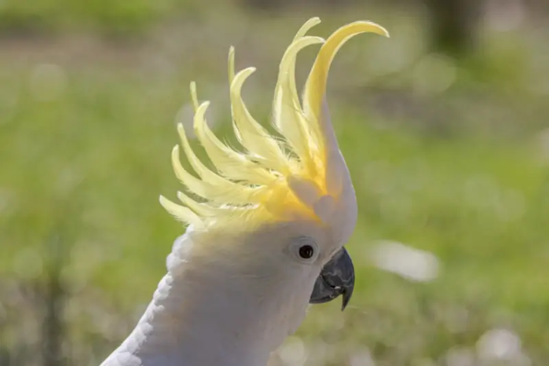 Photo of Sulphur-crested Cockatoo