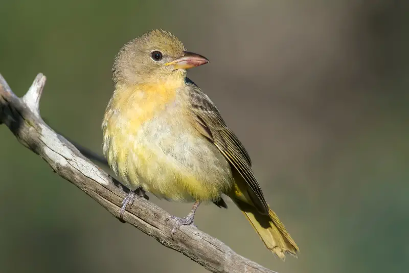 Photo of Summer Tanager adult female