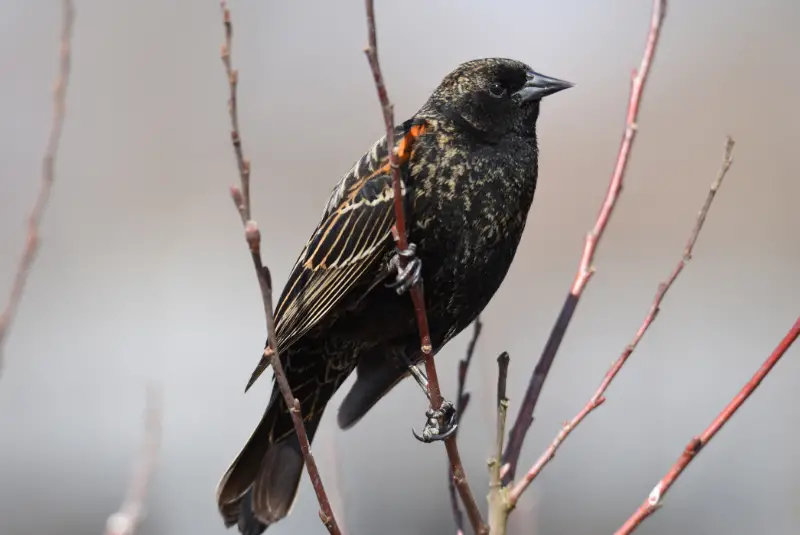 Photo of Tricolored Blackbird adult female