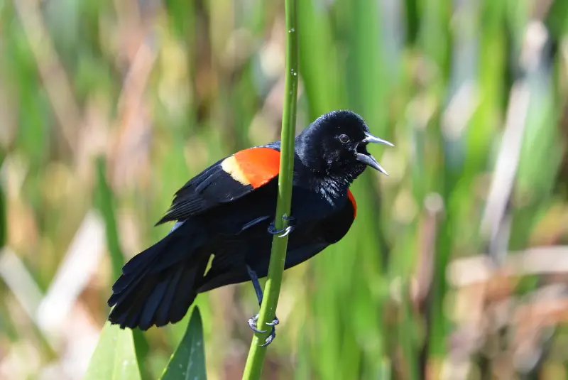 Photo of Tricolored Blackbird adult male