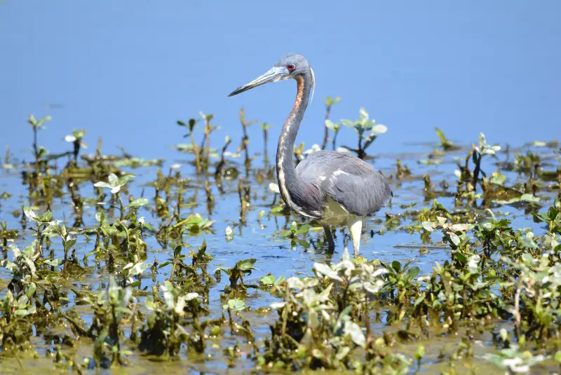 Photo of Tricolored Heron