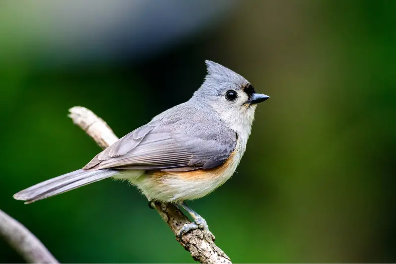 Photo of Tufted Titmouse