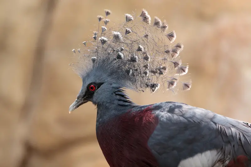 Photo of Victoria Crowned Pigeon