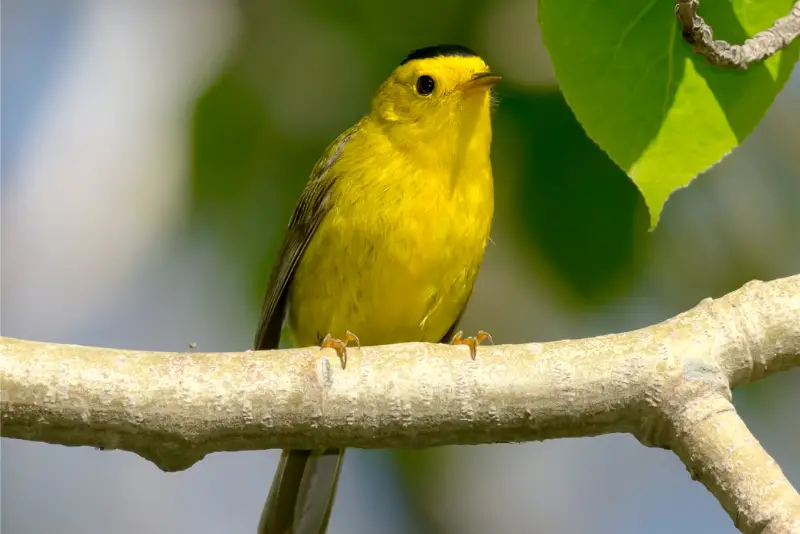 Photo of Wilson's Warbler adult male