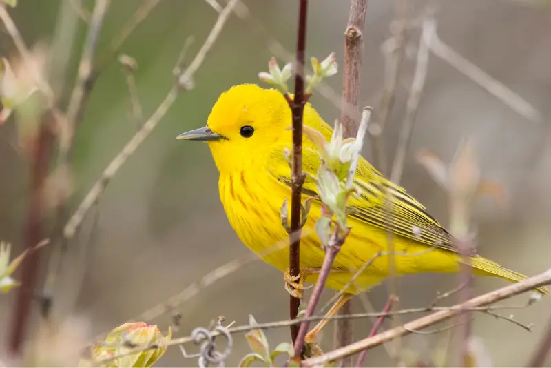 Photo of Yellow Warbler adult male