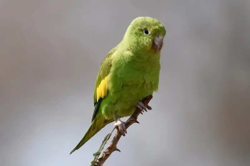 Photo of Yellow-chevroned Parakeet