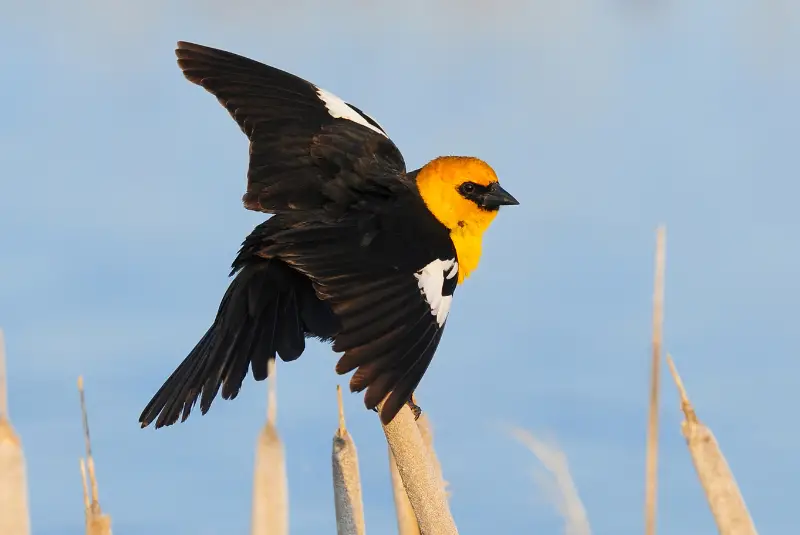 Photo of Yellow-headed Blackbird adult male