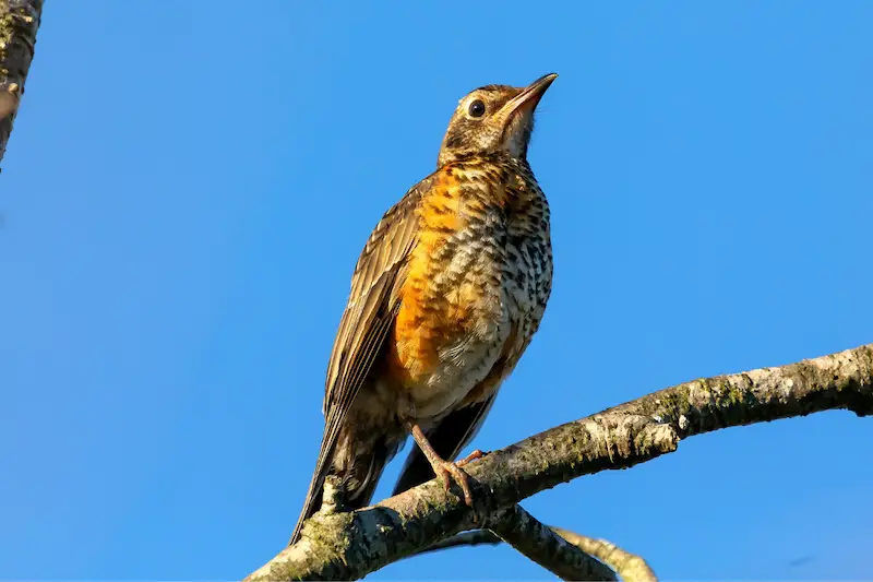 Photo of Young-American-Robin