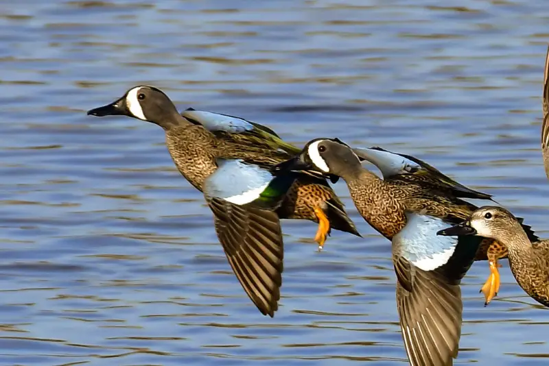 Photo of two Blue-winged Teal adult males in flight