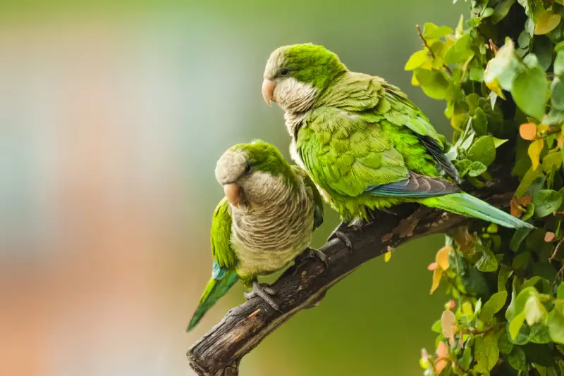 Photo of two Monk Parakeets perched on a branch