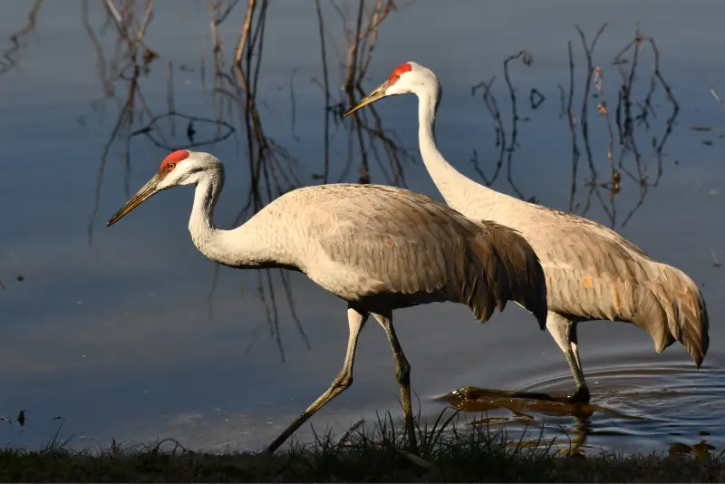 Photo of two Sandhill Cranes