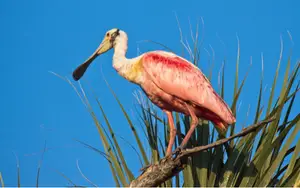 Pink Birds in Florida