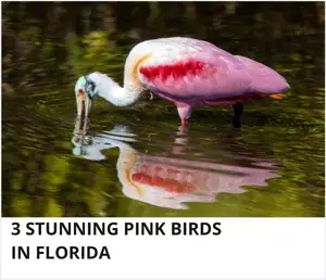 Pink birds in Florida