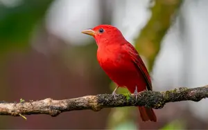 Red Birds In Illinois