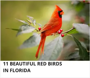 Red birds in Florida